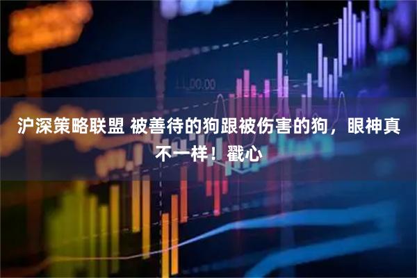 沪深策略联盟 被善待的狗跟被伤害的狗，眼神真不一样！戳心